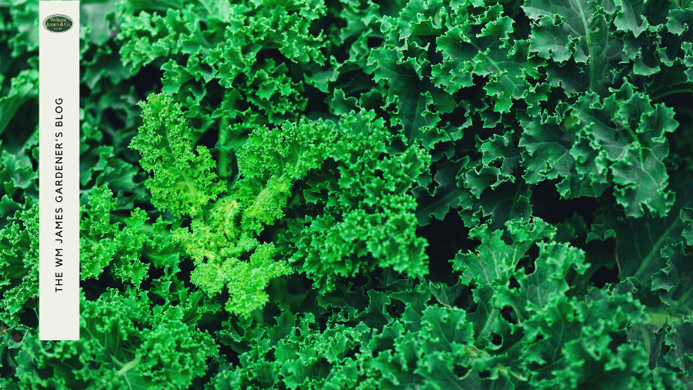 8 Best Vegetables to Grow in December