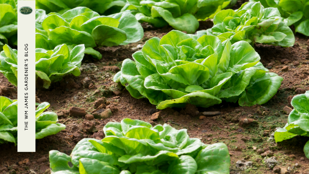 8 Best Vegetables to Grow in July