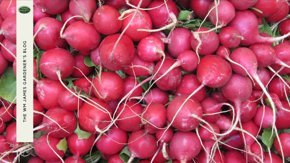 8 Best Vegetables to Grow in November