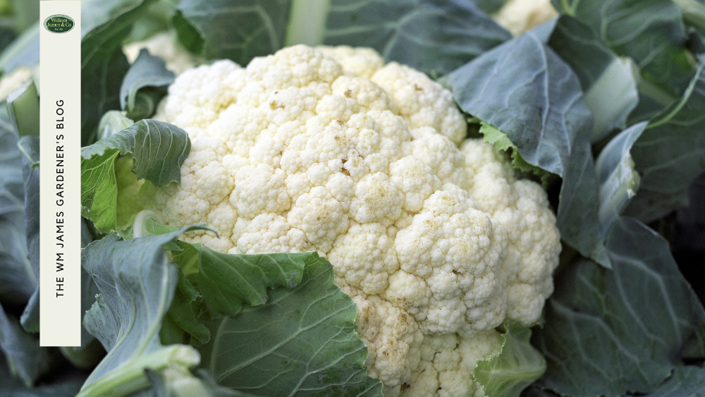8 Best Vegetables to Grow in October
