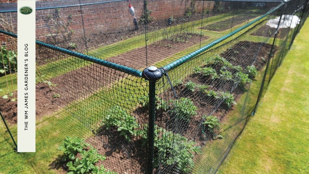 5 Benefits of Using Brassica Cages For Your Garden