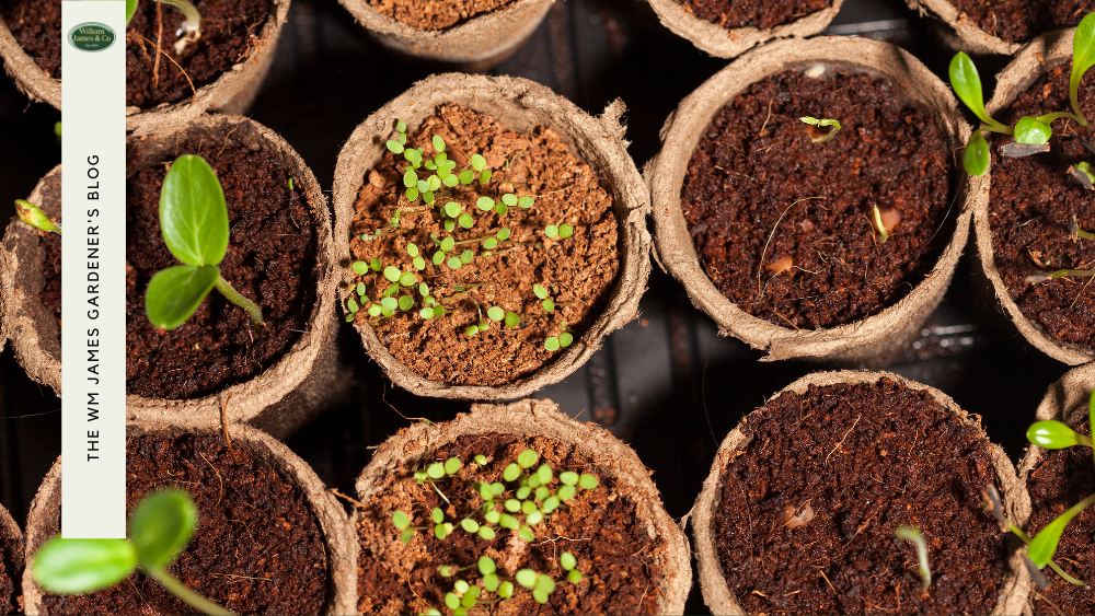 What To Do After Seeds Sprout - Growing Your Own Vegetables 