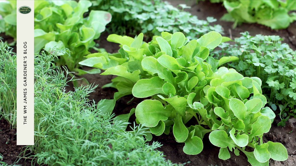 Vegetable Planting Monthly Calendar: When To Plant Vegetables 