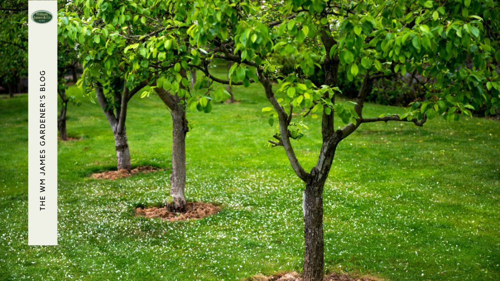 How to Protect Dwarf Fruit Trees: 8 Tips & Tricks