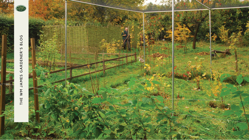 How to Get Rid of Bindweed: A Quick & Simple Guide