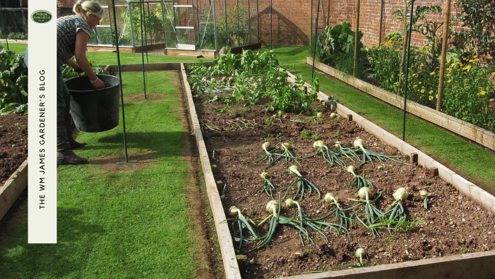 How to Get Rid of Patio Weeds: Easy DIY Solutions