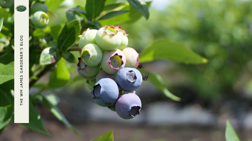 How to Grow Blueberries from Seed in 8 Simple Steps 