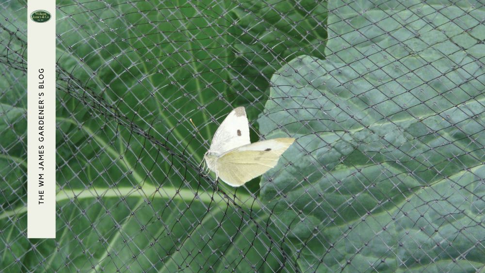 How to Protect Your Garden from Pests: Simply, Naturally & Effectively