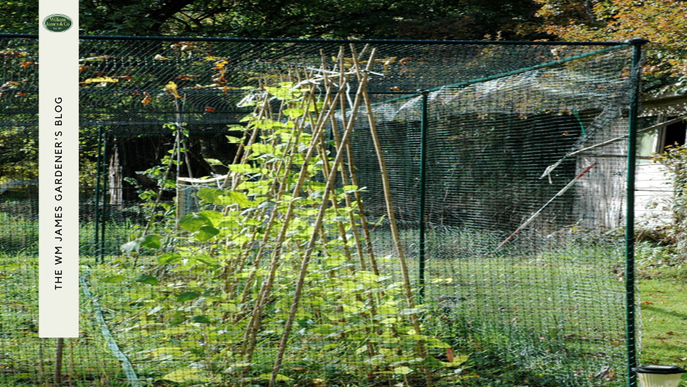 How to Train Climbing Plants: Steps to Follow (With Extra Tips on Pruning)