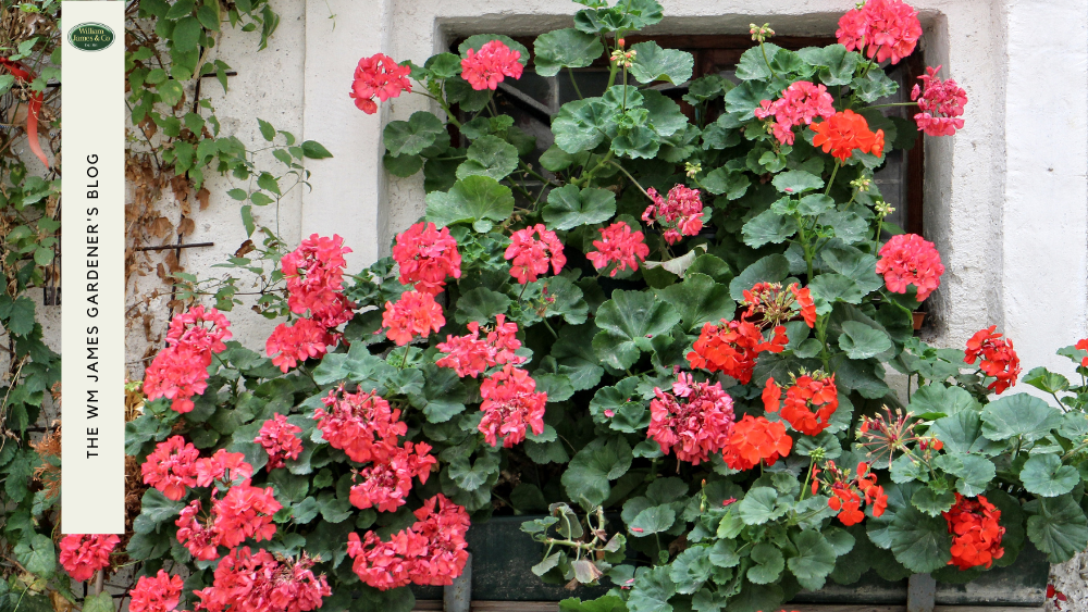 How to Deadhead Geraniums & Why You Need To