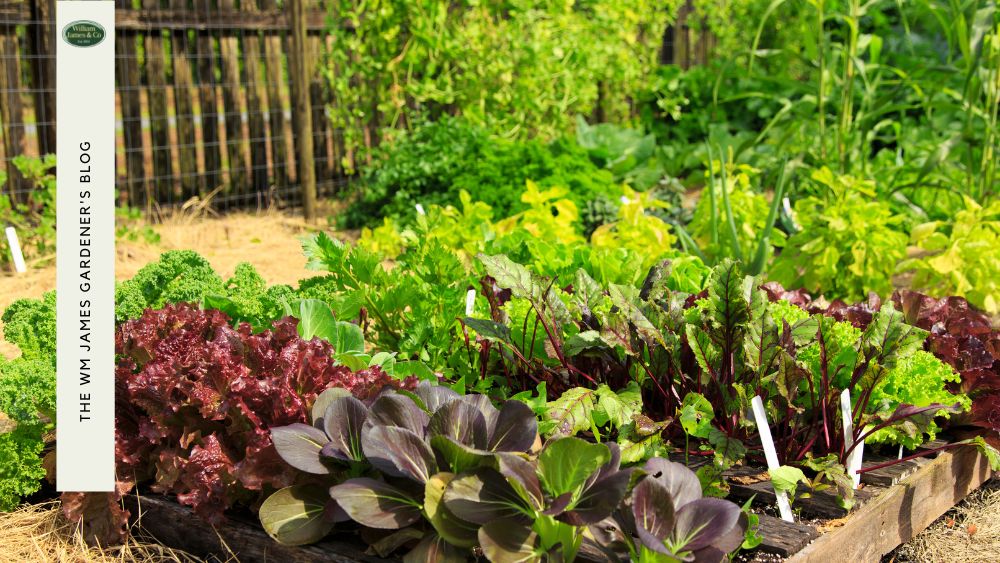 Plant Protection Netting We Recommend For Your Garden (& How To Use It)