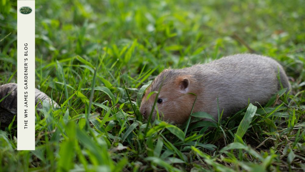 7 Common Signs of Rats in the Garden & How to Get Rid Of Them