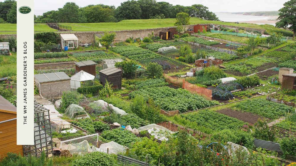 What You Need To Know About Buying Second-Hand Fruit Cages