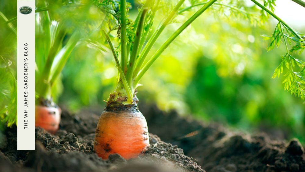 The Essential Veg Growing Calendar for UK Gardeners