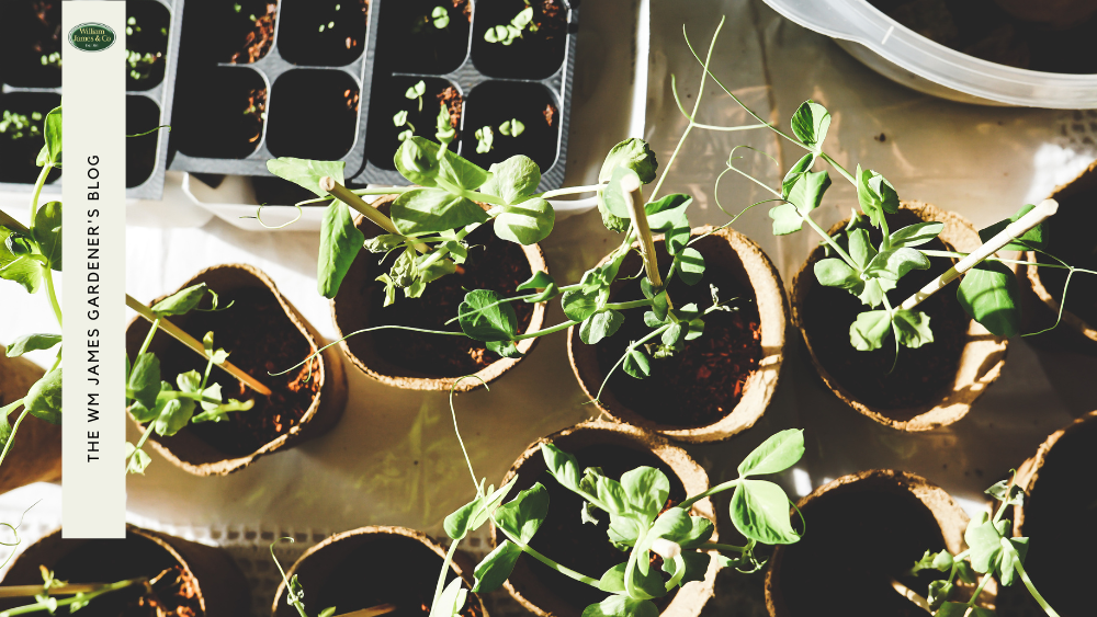 What are Plug Plants: A Guide for Beginner Gardeners