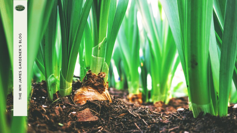 How & When to Plant Spring Bulbs in the UK