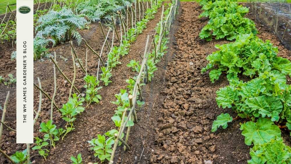 10 Allotment Design Tips for Beginners & Experts