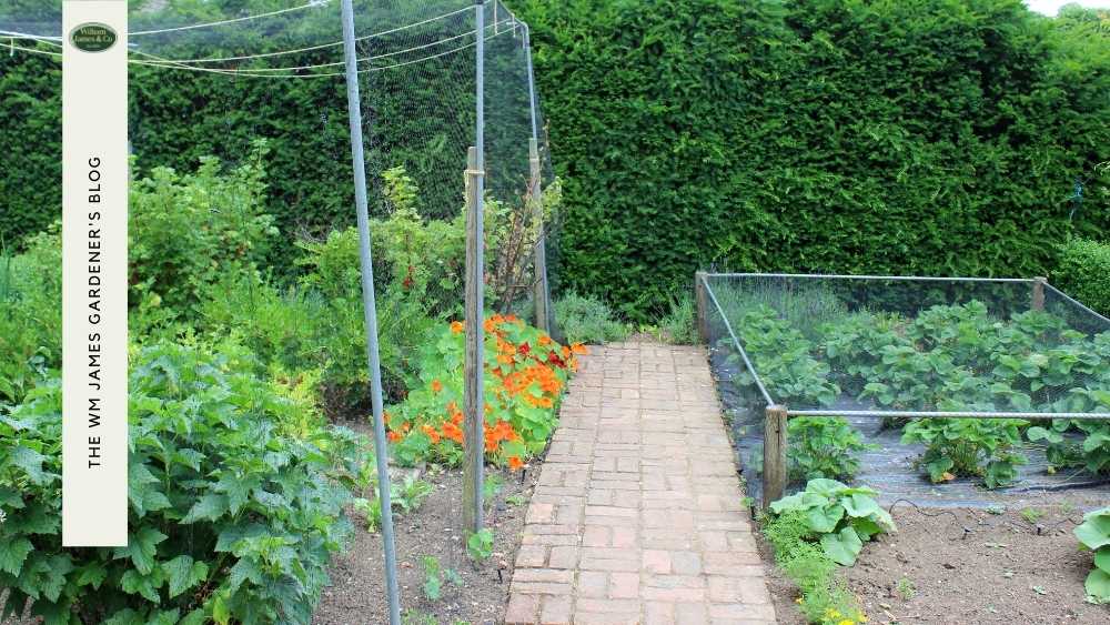 How To Build Your Own Fruit Cage