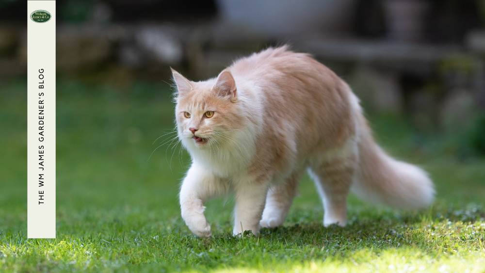 10 Tips on How to Keep Cats Out Of Your Garden (Harmlessly)