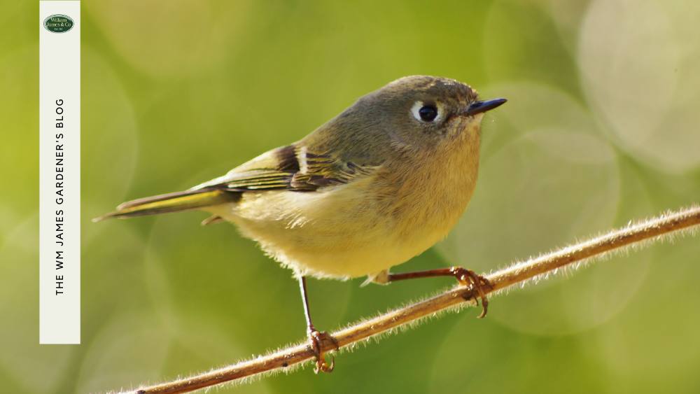 How to Attract Birds to Your Garden in 5 Simple Steps
