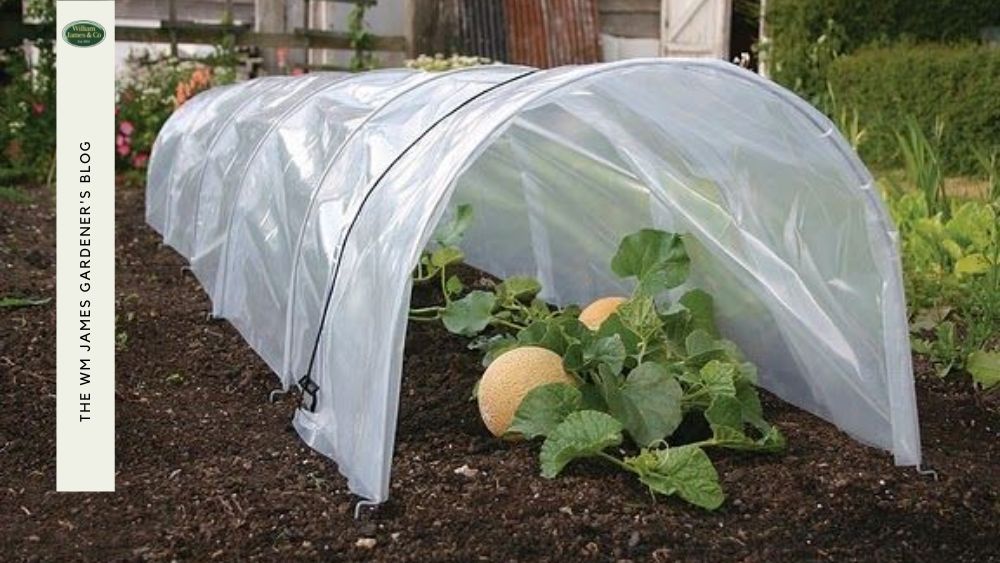 9 Creative Small Polytunnel Ideas for Your Garden