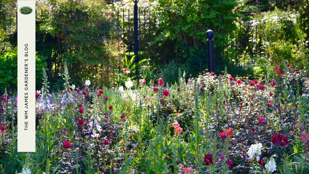 When to Plant Wildflowers at Home in the UK