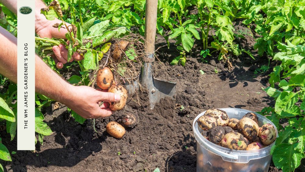 When to Harvest Potatoes at Home - From Earlies to Maincrop