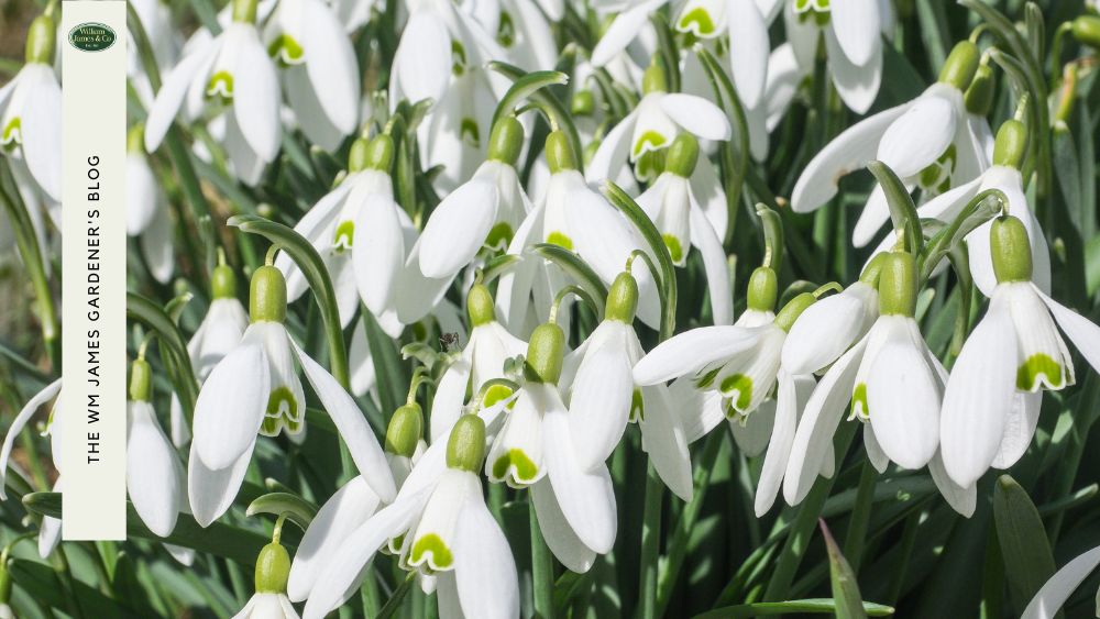 Our 10 Favourite Winter Flowering Plants for UK Gardens (& When to Plant Them)
