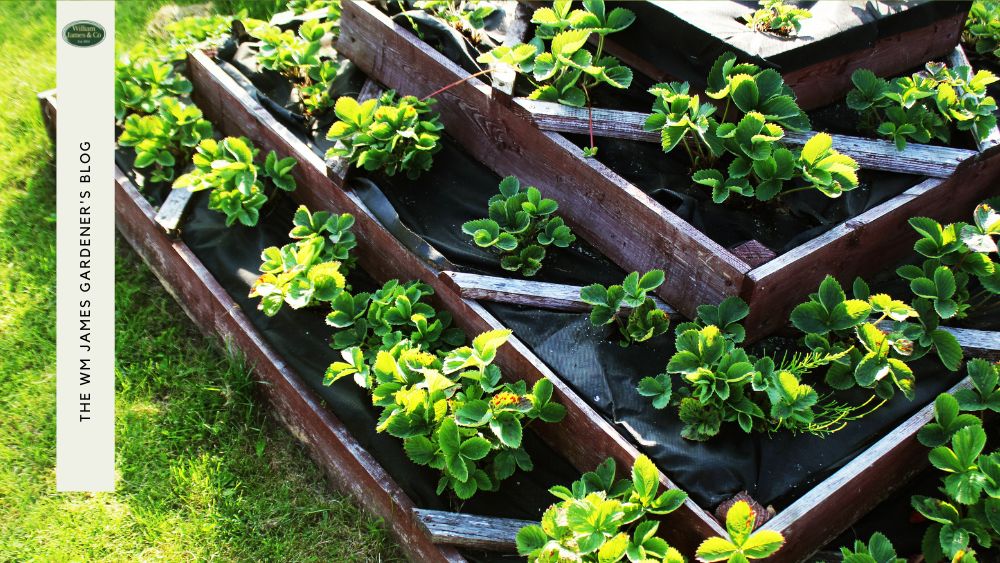 The Best Vegetable Netting from WM James