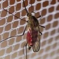 Image for Ultra Fine Mesh Insect Protection Netting - Per Metre