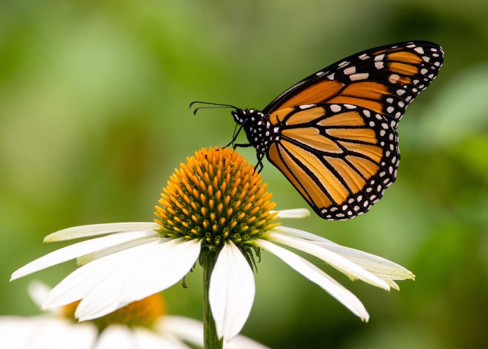 Butterfly Netting and Insect Netting