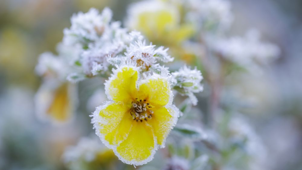 How Should I Protect Fruit Trees In Winter?