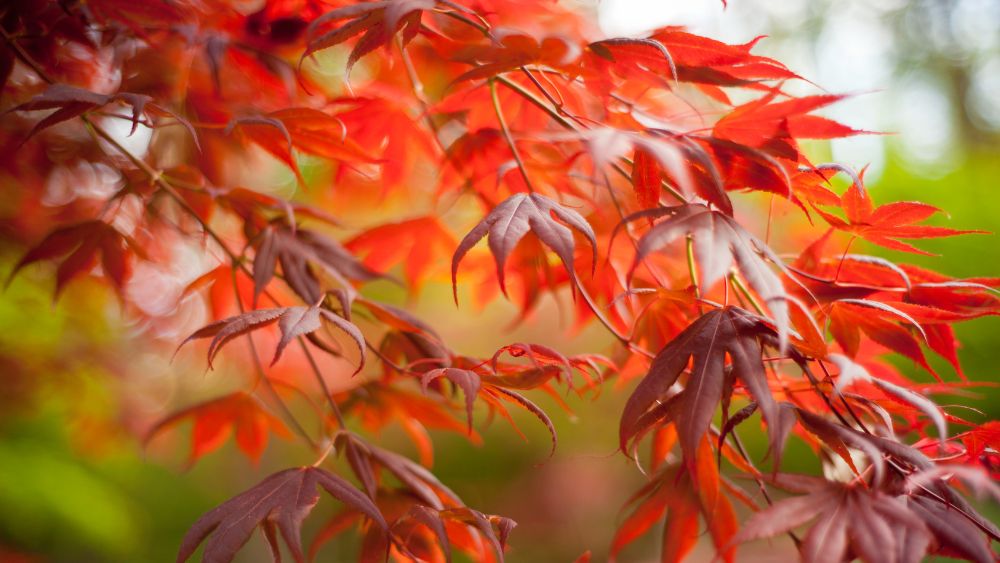 Japanese Maple Trees