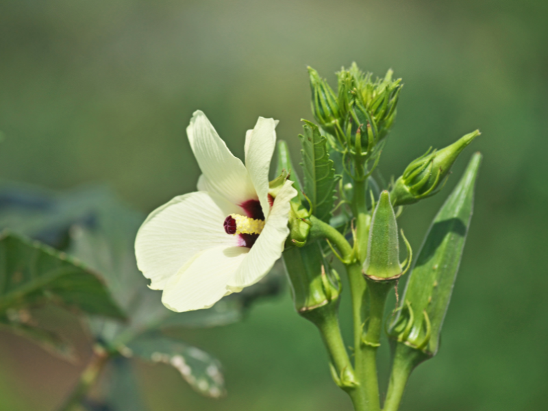 Okra
