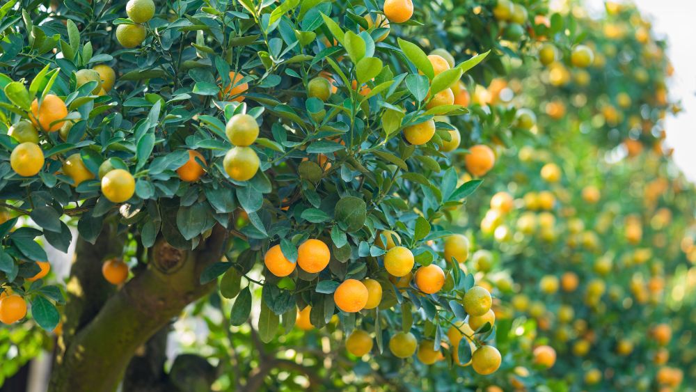 how to protect dwarf fruit trees