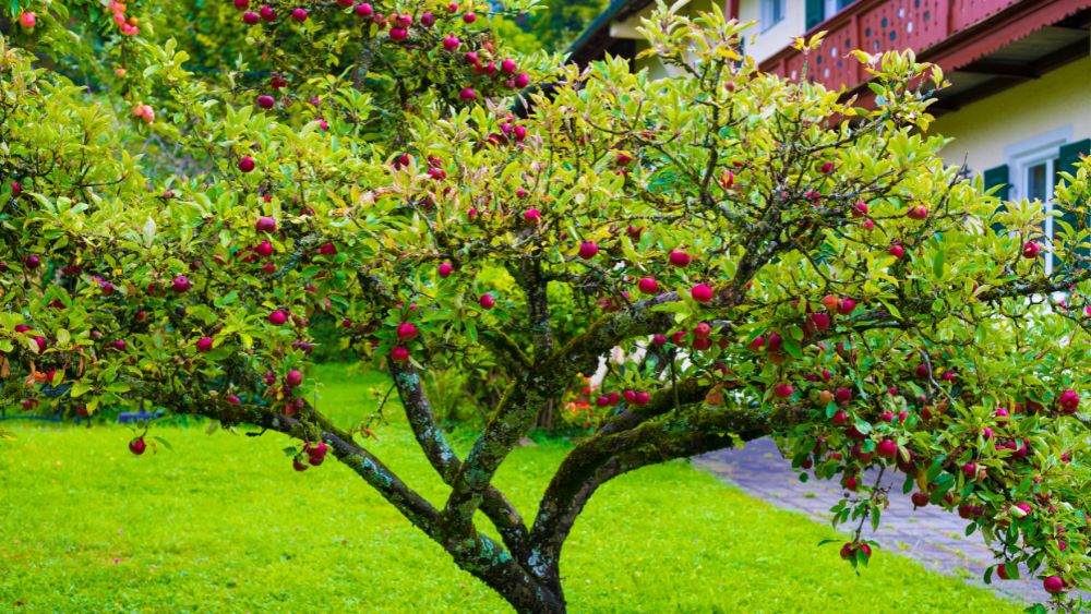 dwarf fruit tree