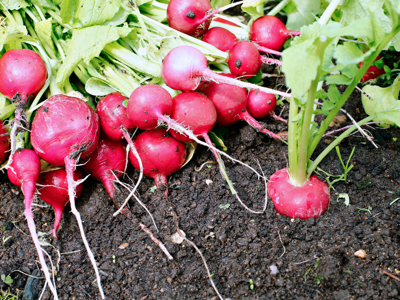Radish