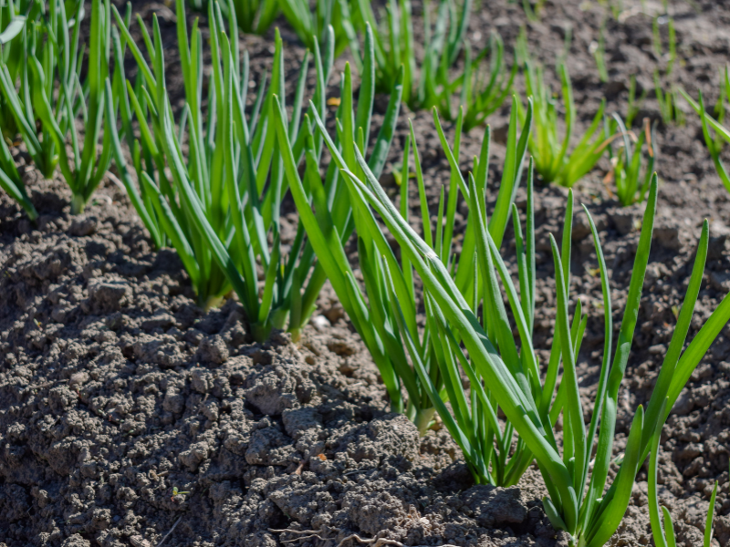 Spring Onions