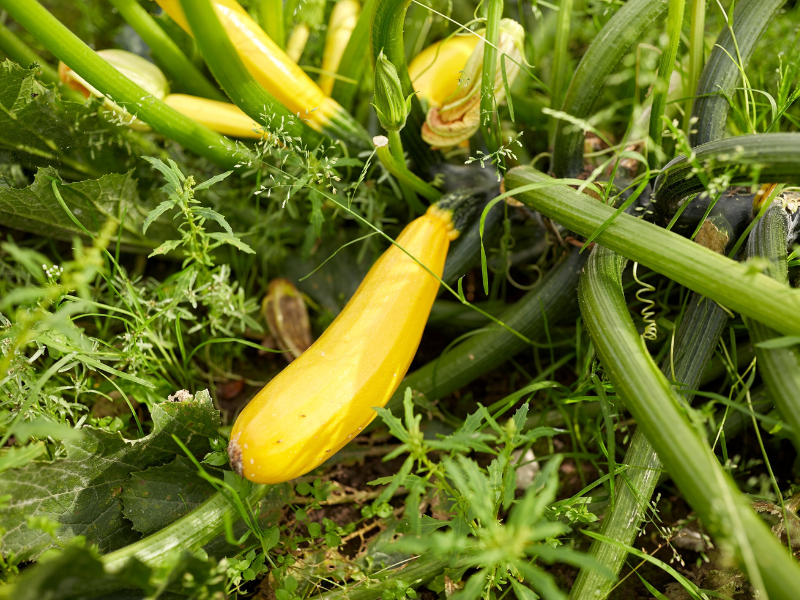 Summer Squash