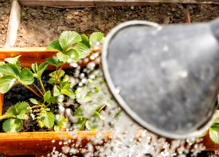 Watering Strawberries