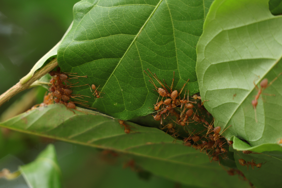 ants in leaves