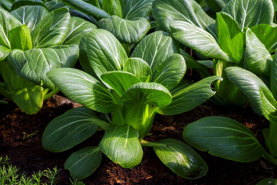 pak choi