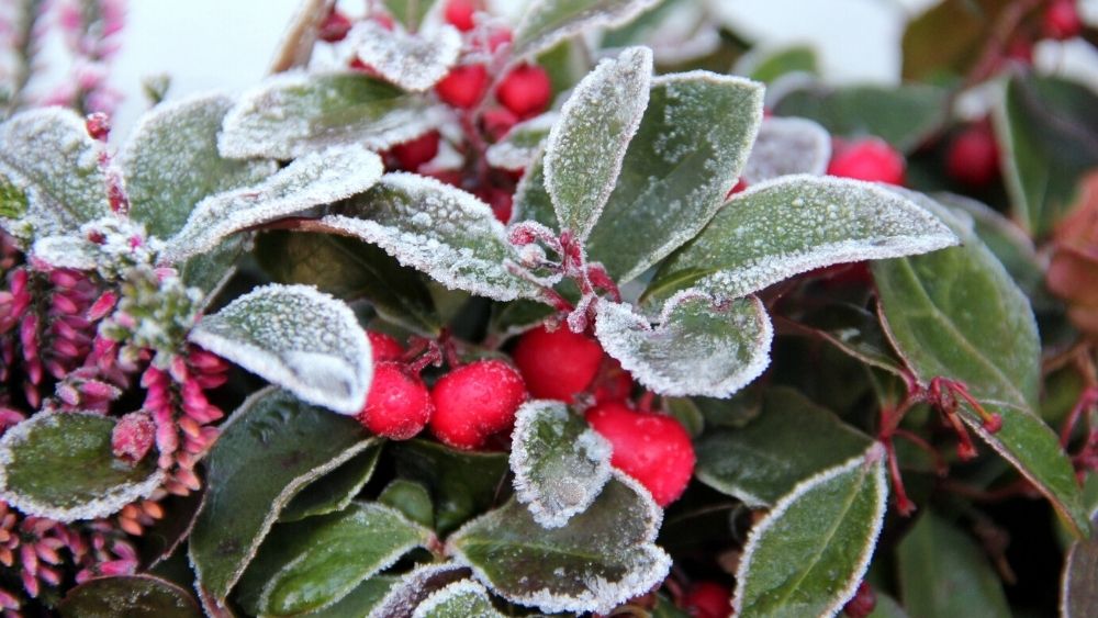 berry shrub with frost
