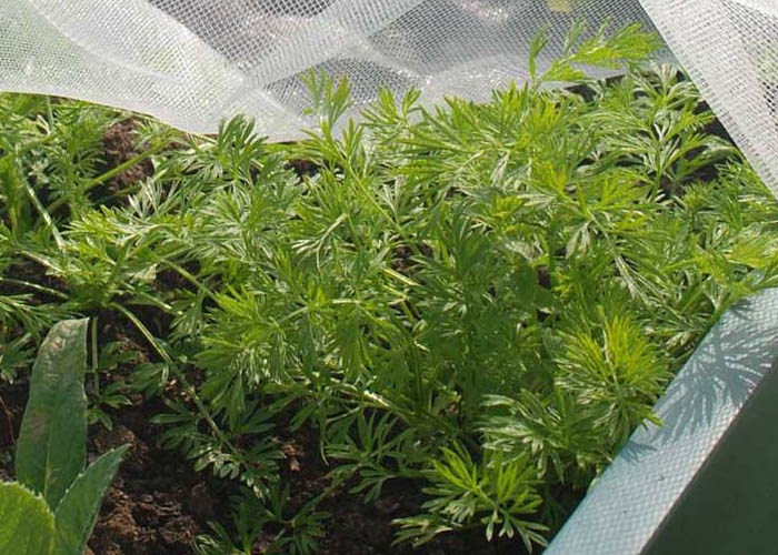 insect protection netting