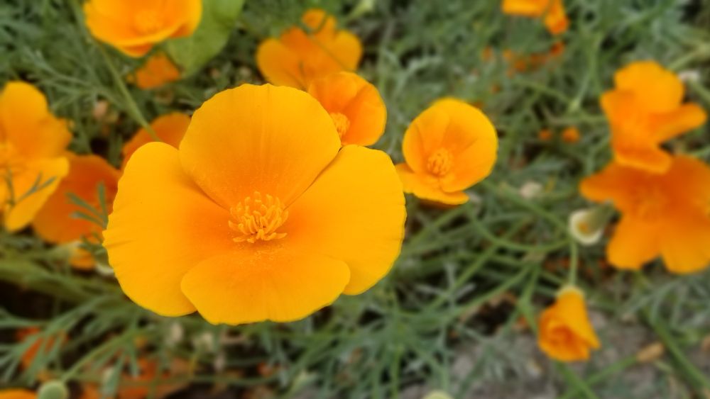 California poppies
