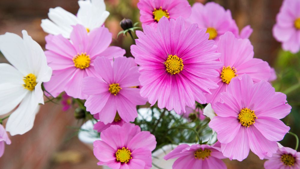 Cosmos flowers