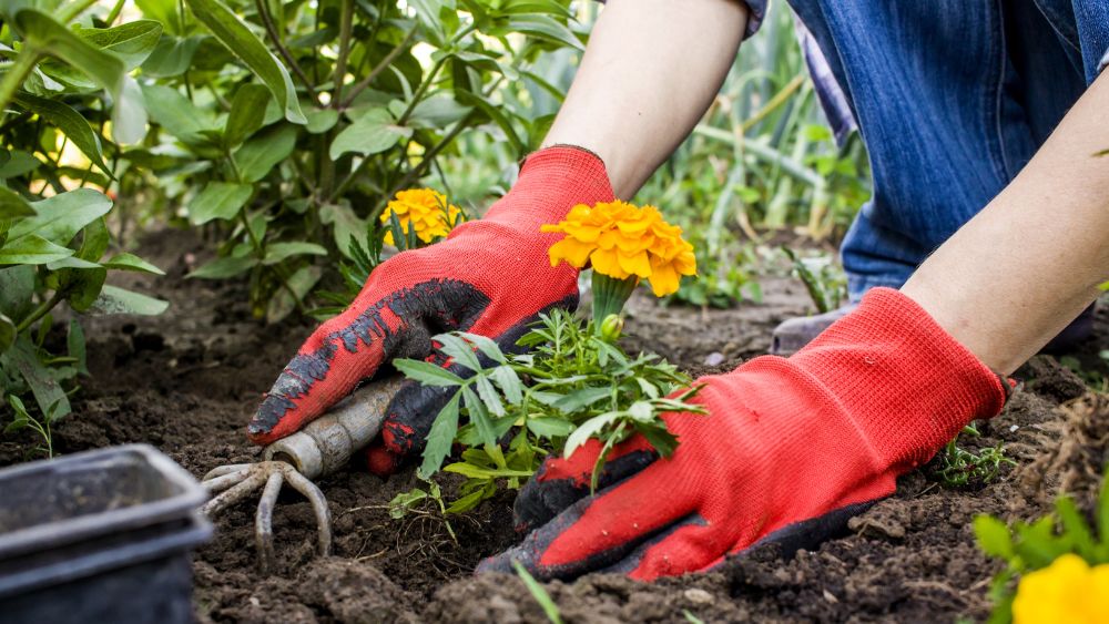 Planting wild flowers 