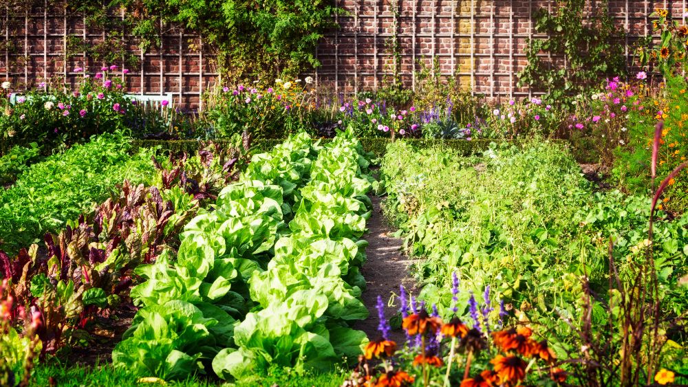 start a vegetable garden