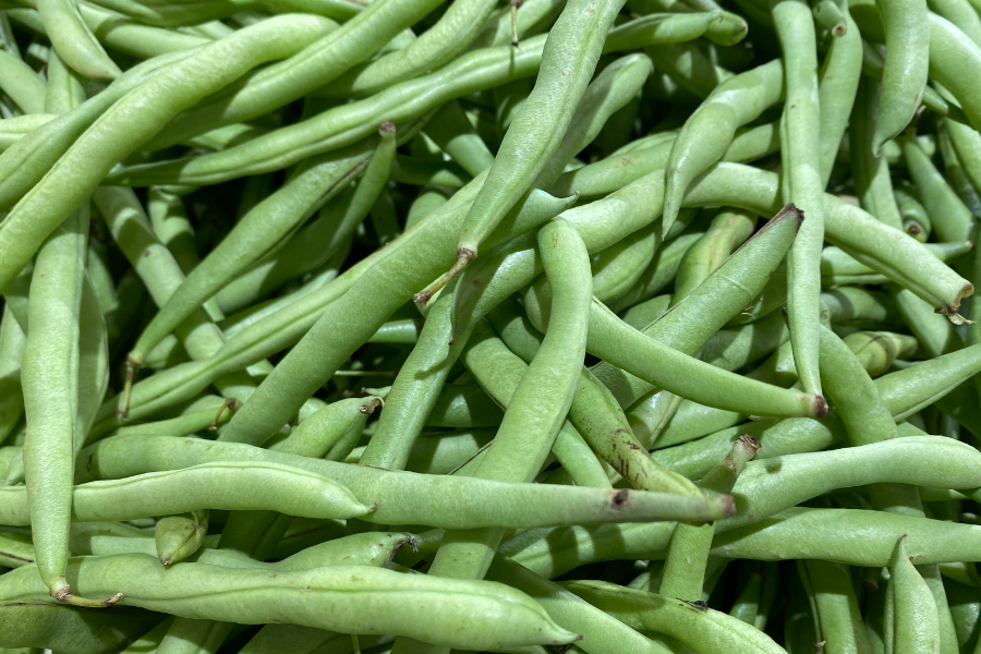 dwarf french beans
