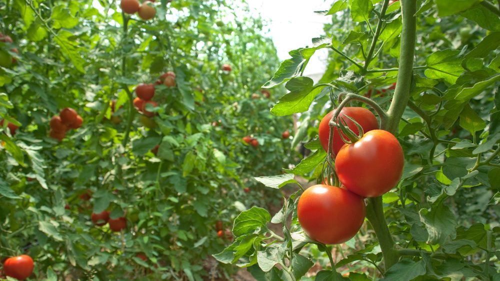 garden net tunnel for growing tomatoes